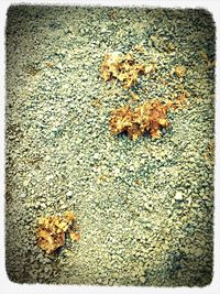 Leaves on ground