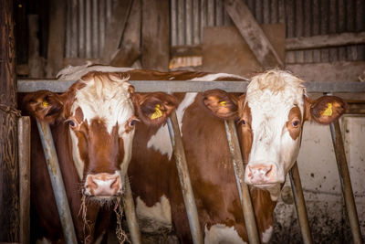 Close-up of cows in barn