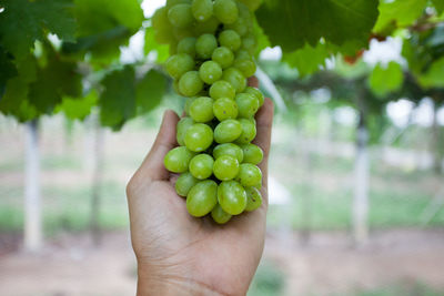 Close-up of hand touching grapes in vineyard