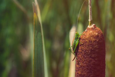 Close-up of insect on leaf