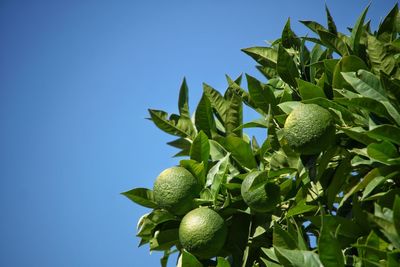Low angle view of fresh green citrus plant against blue sky
