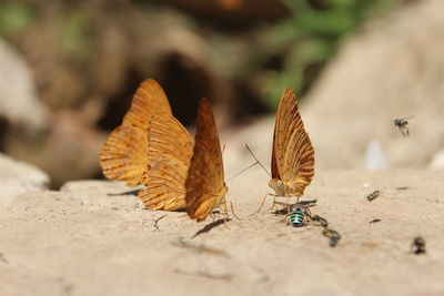 Close-up of butterfly on dry leaf