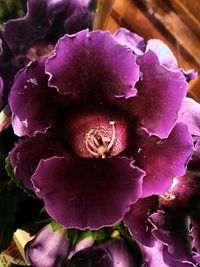 Close-up of purple flowers