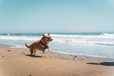 Dog running at beach