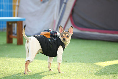 Portrait of dog standing on grass