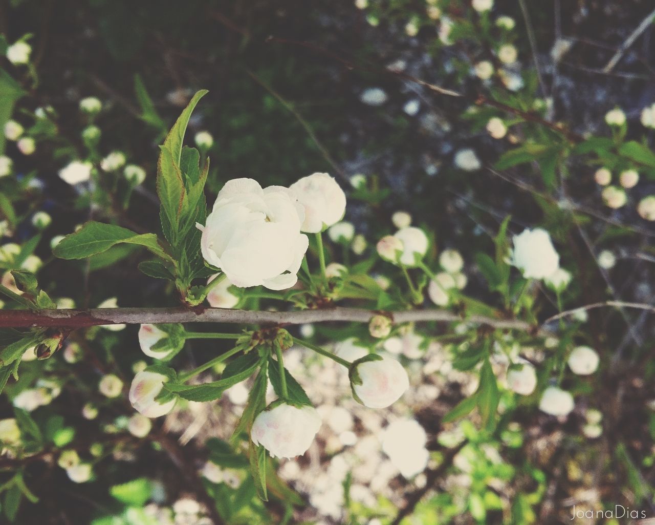 white color, flower, one animal, animal themes, growth, animals in the wild, wildlife, focus on foreground, nature, plant, fragility, white, bird, close-up, beauty in nature, freshness, perching, stem, flower head, day