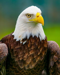 Close-up of eagle against blurred background