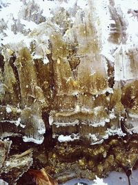 Close-up of snow covered tree trunk