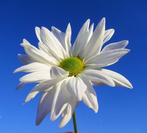 Close-up of white flower against blue sky