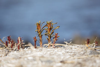 Surface level of plants on land against sky