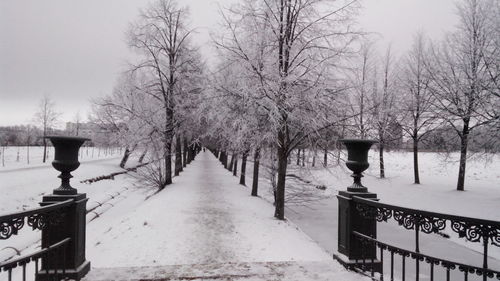 Snow covered bare trees against sky