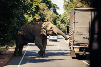 Side view of elephant standing on street