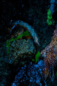 Close-up of moss on rock at night