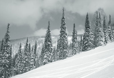 Pine trees on snow covered land against cloudy sky