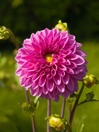 Close-up of pink flower