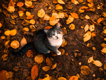 High angle portrait of cat sitting on dry leaves