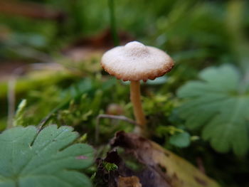 Close-up of mushroom growing outdoors