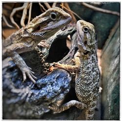 Close-up of lizard