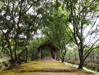 Trees in park