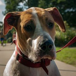 Close-up portrait of dog