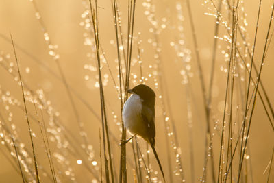 Close-up of wet bird