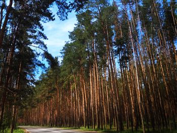 Low angle view of bamboo trees in forest