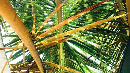 Low angle view of palm trees against sky