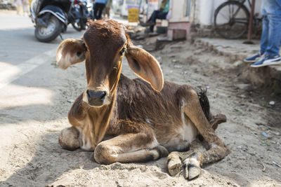 Little calf cow at side of street in pushkar, ,rajasthan, india