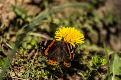 Close-up of butterfly pollinating on yellow flower