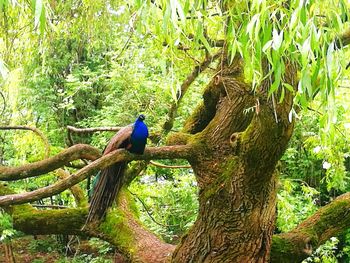 Close-up of peacock perching on tree