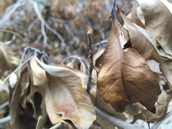 Close-up of dry leaves