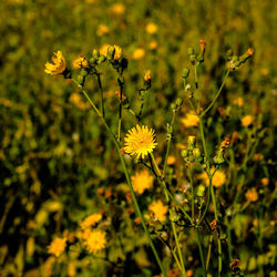 Close-up of yellow flowers blooming in park