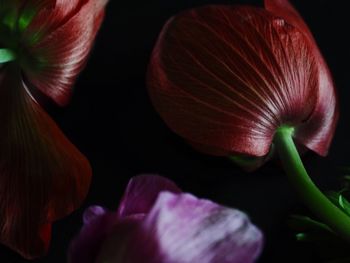 Close-up of flowers