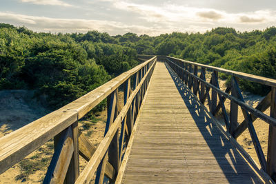 Footbridge amidst trees in forest against sky