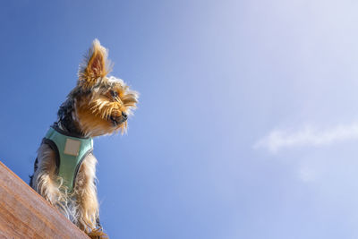 Low angle view of dog against sky