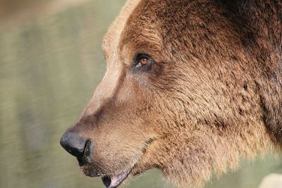Close-up of brown bear