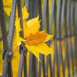 Close-up of yellow flower