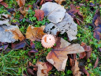 Close-up of leaves on field