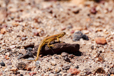 Close-up of lizard on rock