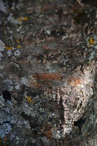 Close-up of lichen on tree trunk