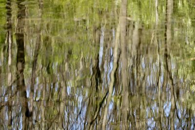 Full frame shot of plants in lake