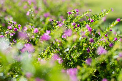 Close-up of purple flowers outdoors