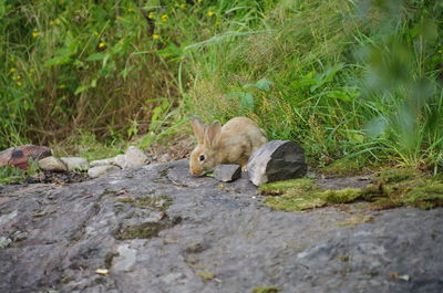 Cat lying on ground