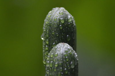 Close-up of raindrops on leaf