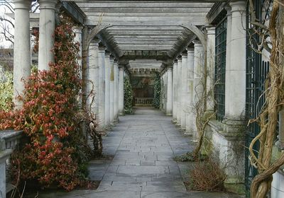 Walkway amidst plants