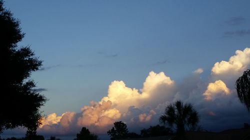 Low angle view of trees against sky