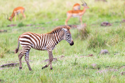 Side view of zebras on field