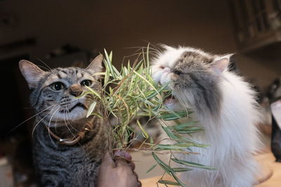 Close-up of hand holding cat