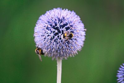 Close-up of bee on purple flower