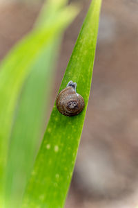 Close-up of snail on leaf